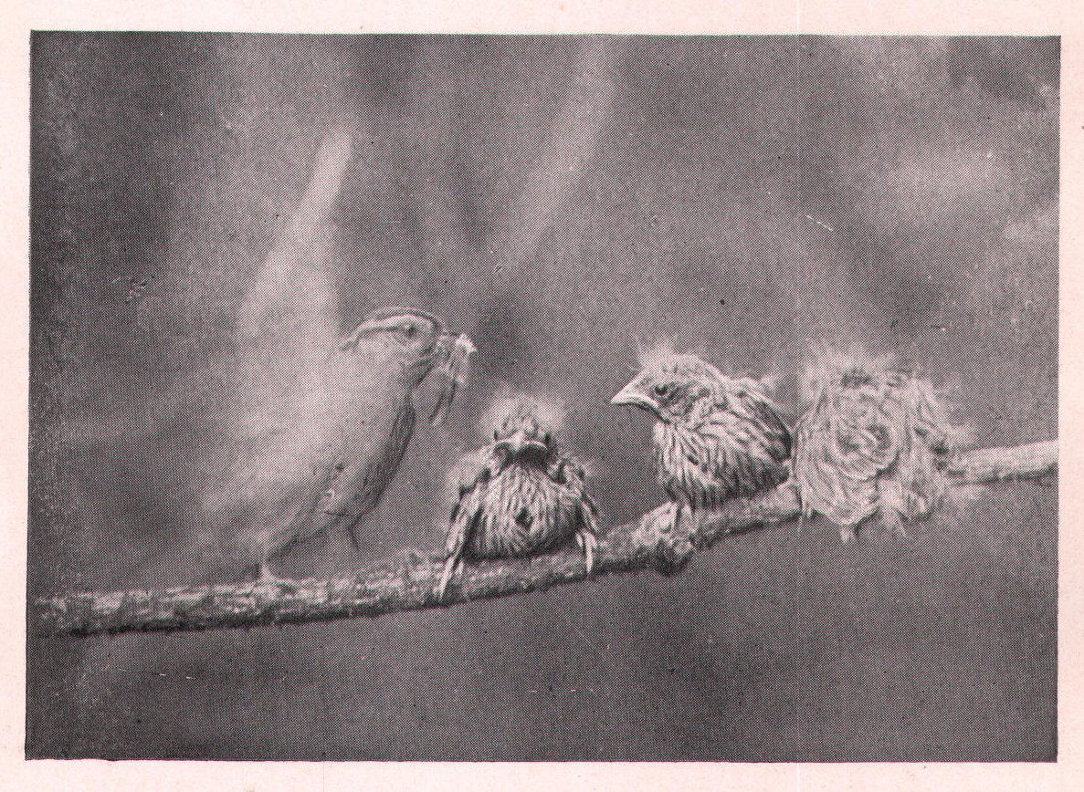Fig. 143. This is one of the failures, but it shows the amount