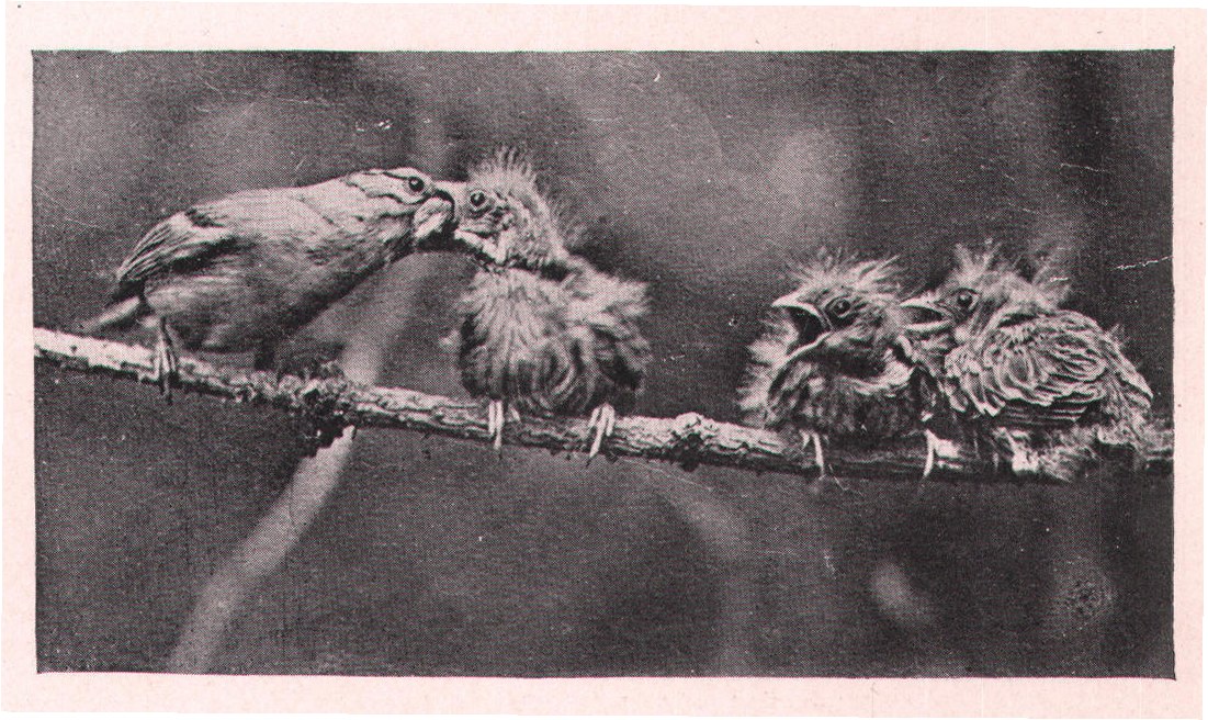 Fig. 145. AN ANTIDOTE FOR HUNGER.