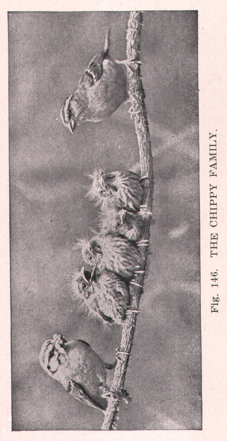 Chipping Sparrow: Chippy — from Camera Studies with Wild Birds (1911)