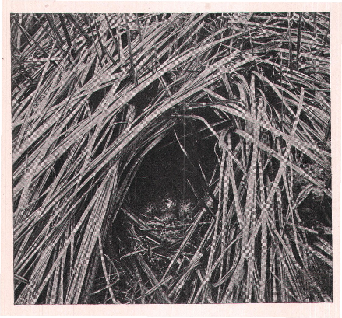 Fig. 147. NEST OF SONG SPARROW.