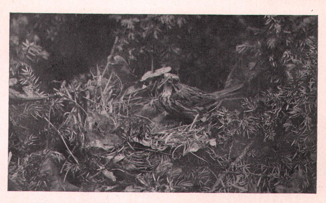 Fig. 148. SONG SPARROW.