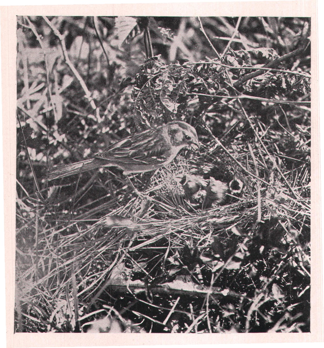 Fig. 149. FIELD SPARROW.