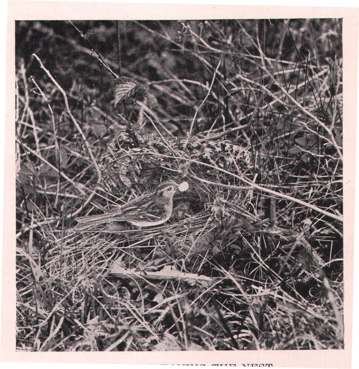 Fig. 150. CLEANING THE NEST.