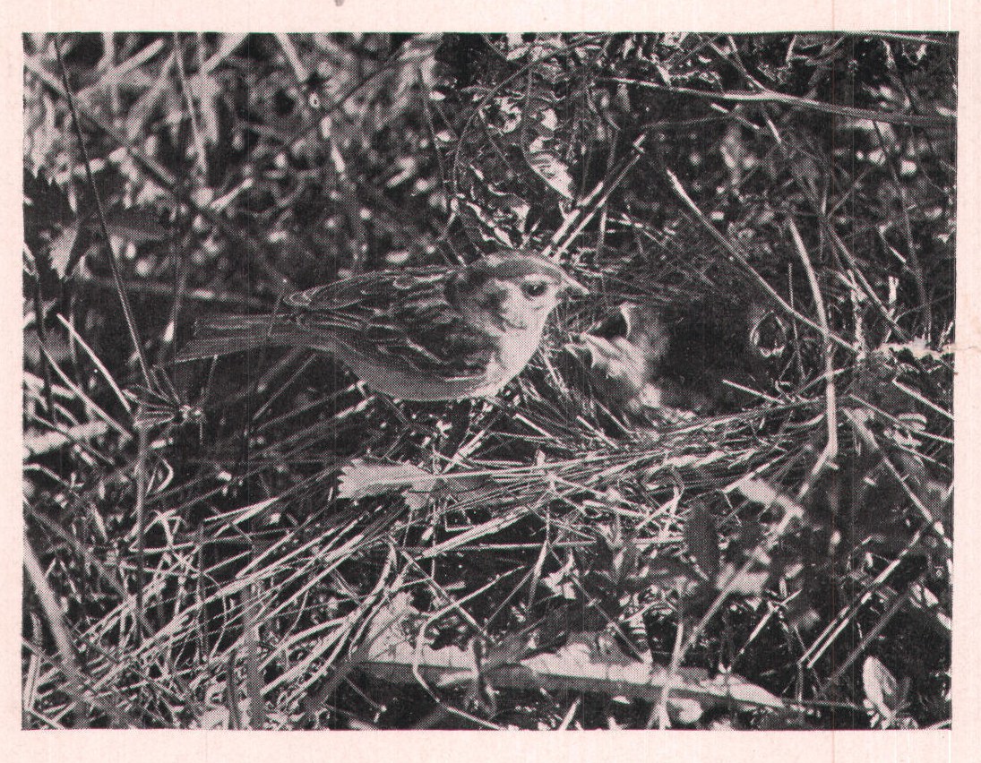 Fig. 151. FIELD SPARROW.