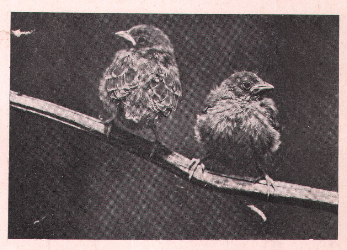 Fig. 152. YOUNG FIELD SPARROWS.