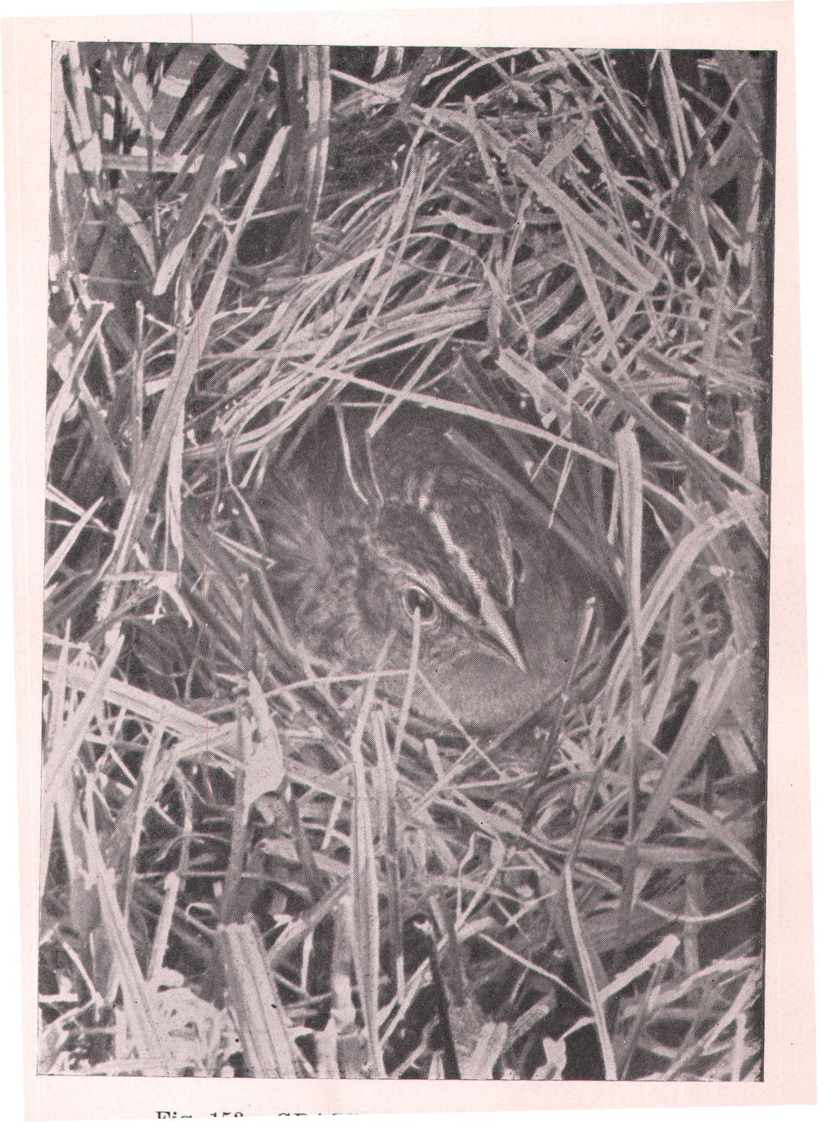 Fig. 153. GRASSHOPPER SPARROW.