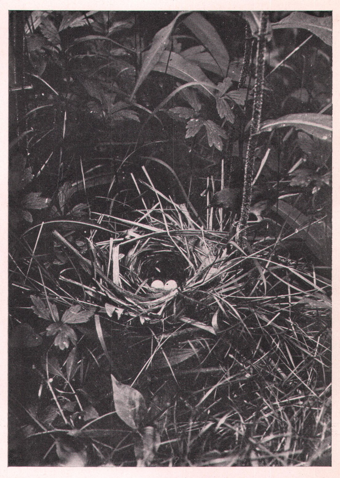 Fig. 154. YELLOW-THROAT RETURNING TO NEST.