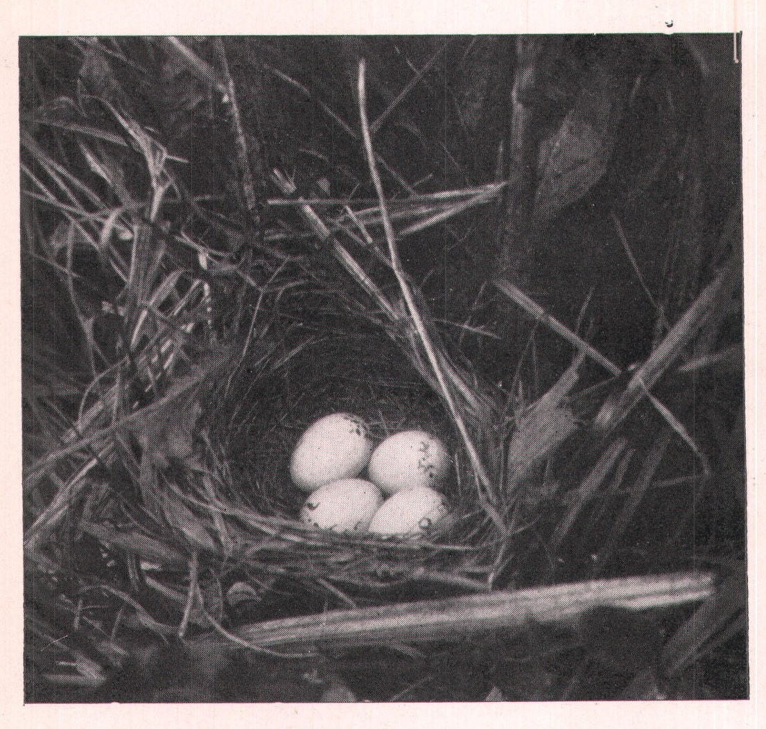 Fig. 155. NEST OF MARYLAND YELLOW-THROAT.