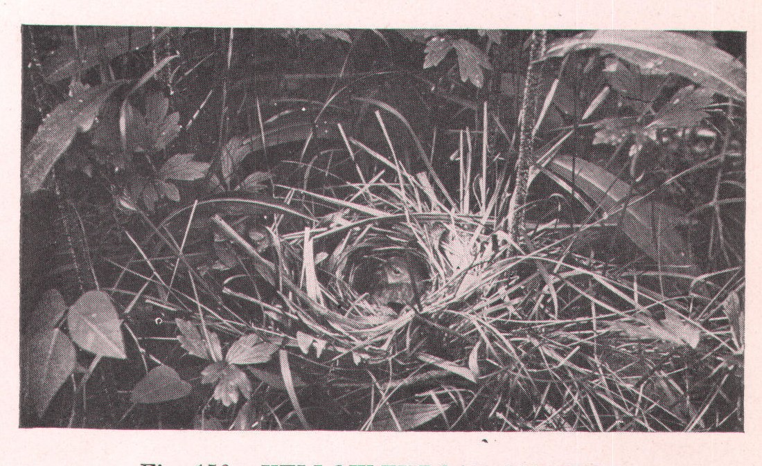 Fig. 156. YELLOW-THROAT ON NEST.