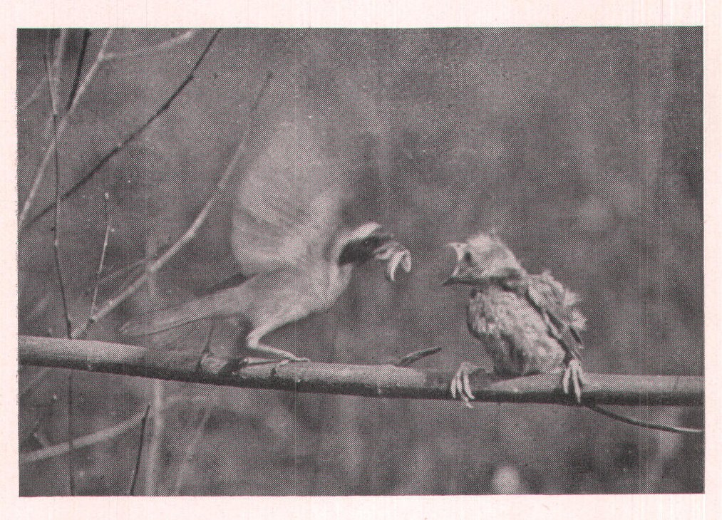 Fig. 157. He started in alarm as he heard the click of the