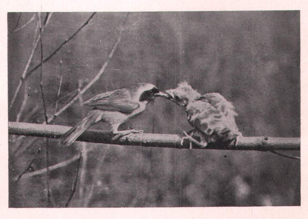 Fig. 158. A male Yellow-throat feeding a young Cowbird