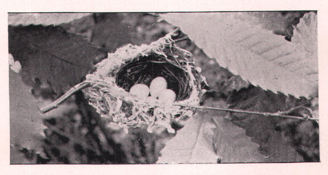 Fig. 159. NEST OF RED-EYED VIREO.
