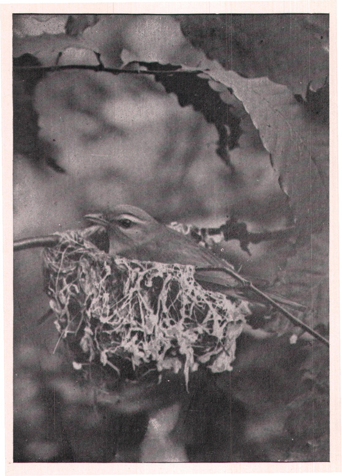 Fig. 160. VIREO ON NEST.