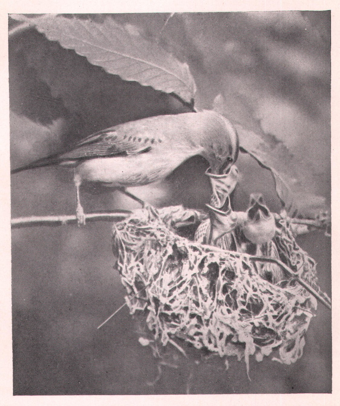 Fig. 162. Food is thrust well down the throats of the little
