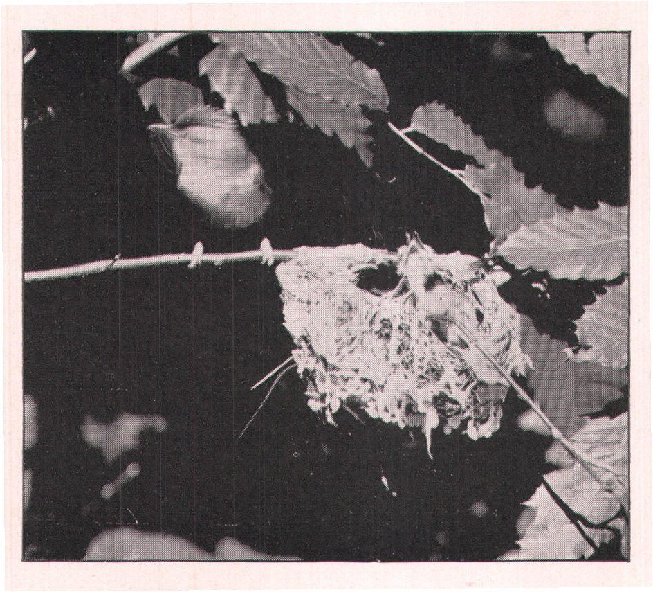 Fig. 163 He moved too quickly for the camera shutter this