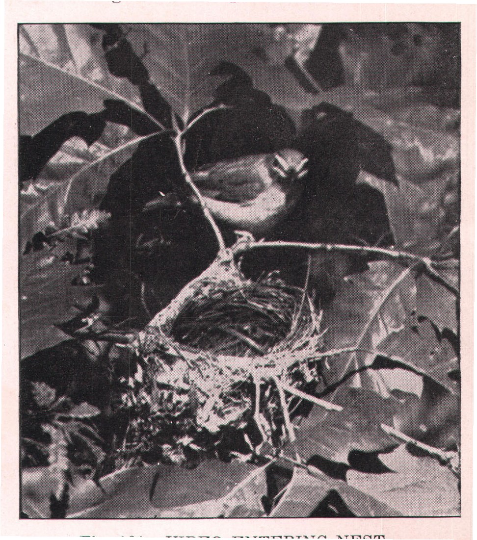 Fig. 164. VIREO ENTERING NEST.