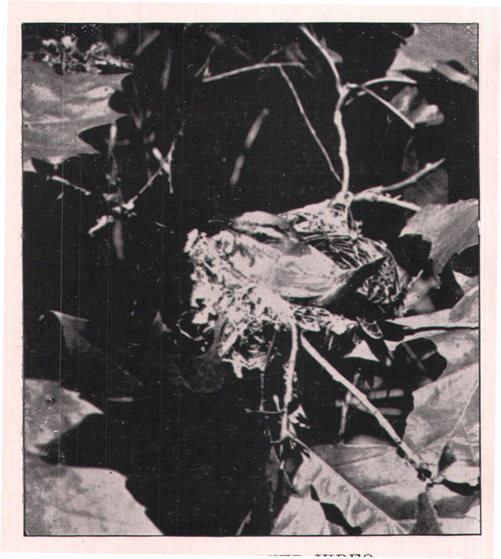Fig. 165. RED-EYED VIREO.