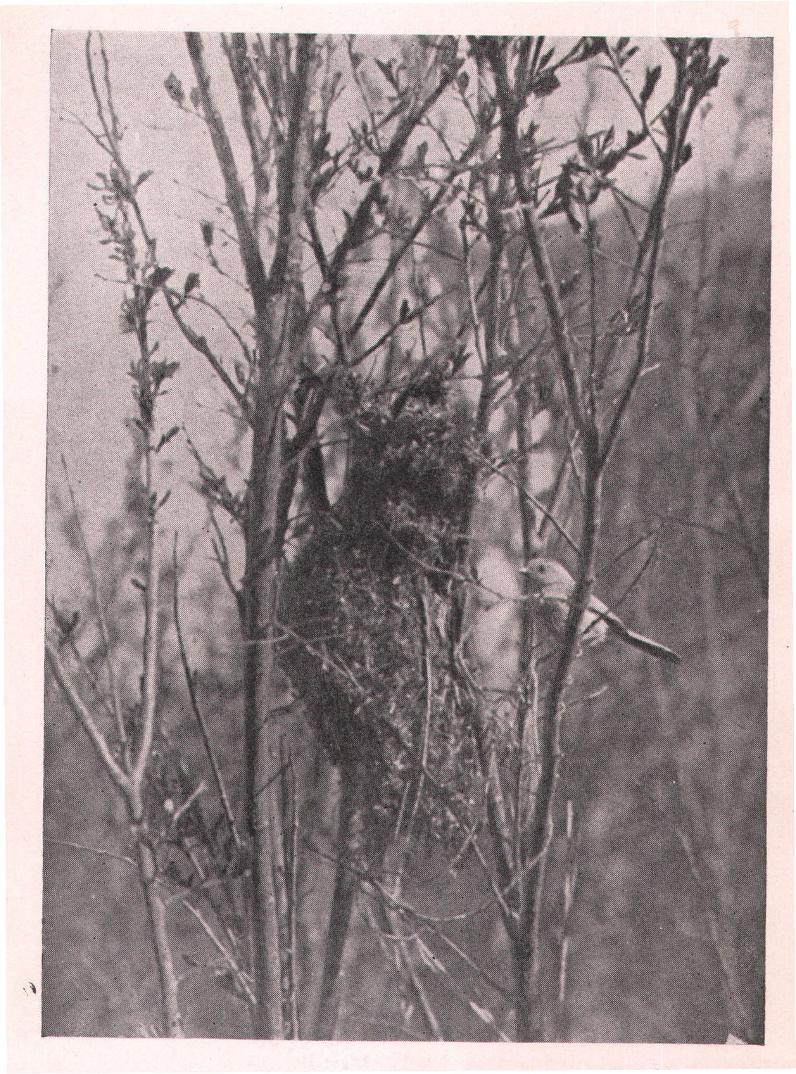 Fig. 166. BUSH-TIT AND NEST.