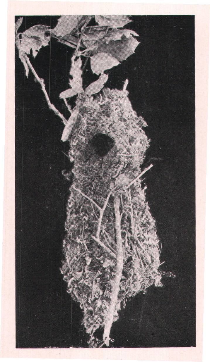 Fig. 167. NEST OF BUSH-TIT.