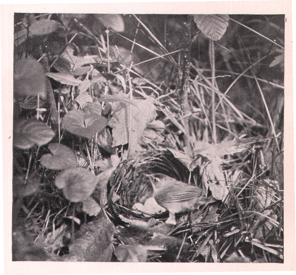 Fig. 168. Female Golden-winged Warbler returning to her