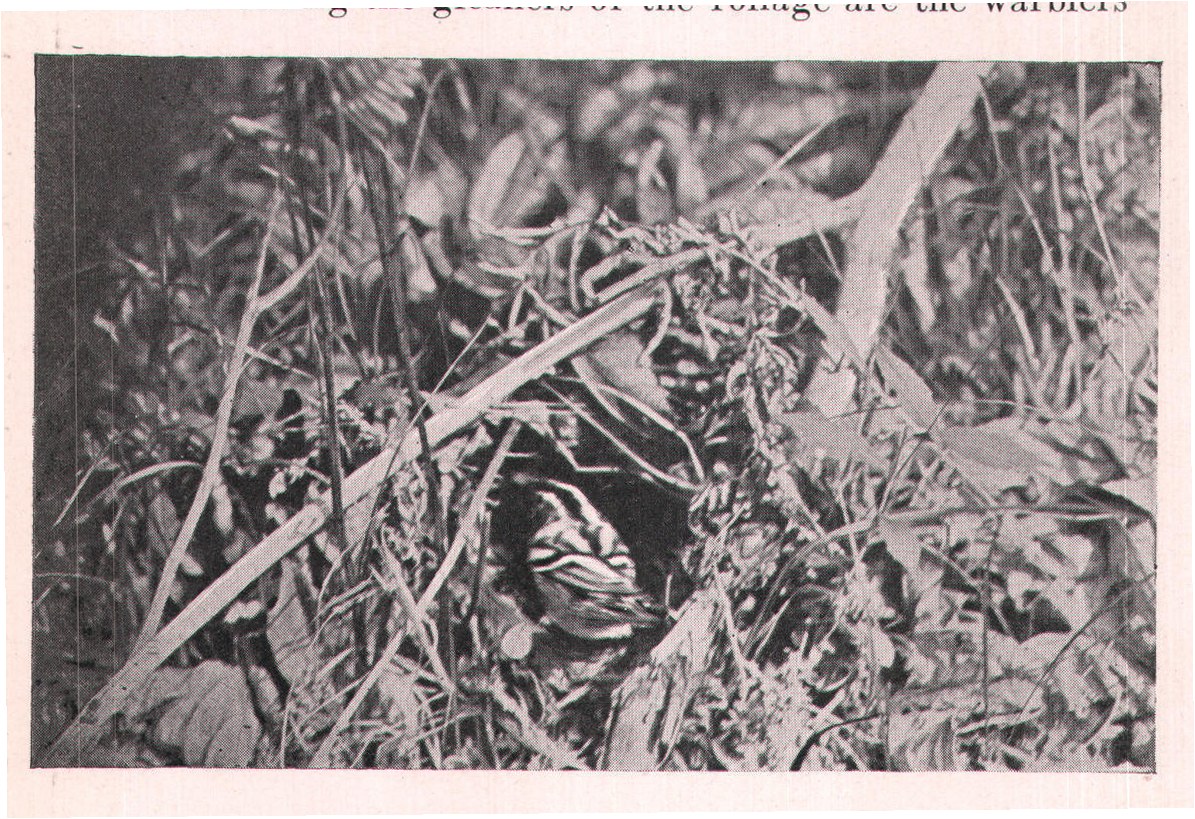 Fig. 169. Black and White Warbler entering its nest.