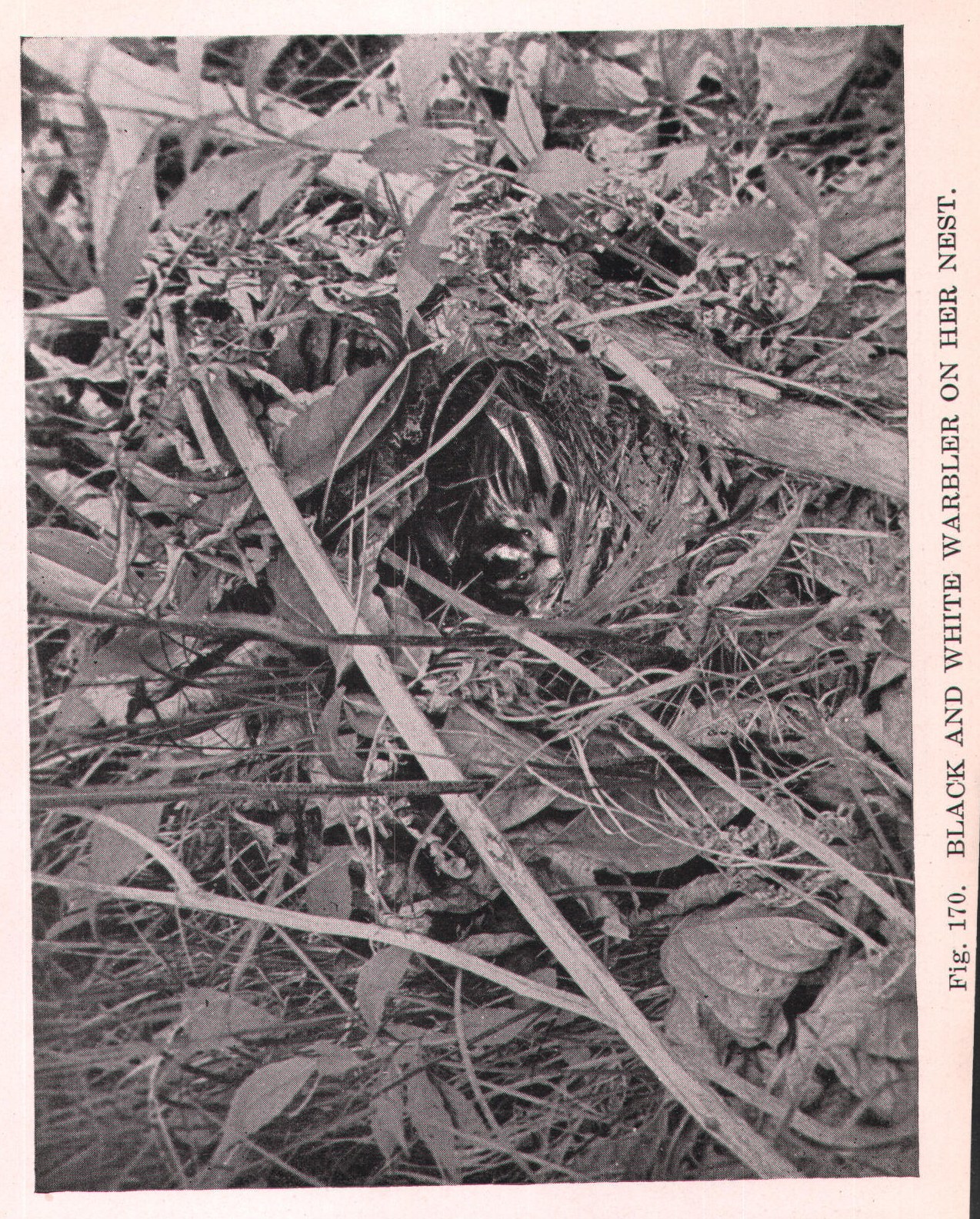 Black and White Warbler — from Camera Studies with Wild Birds (1911)