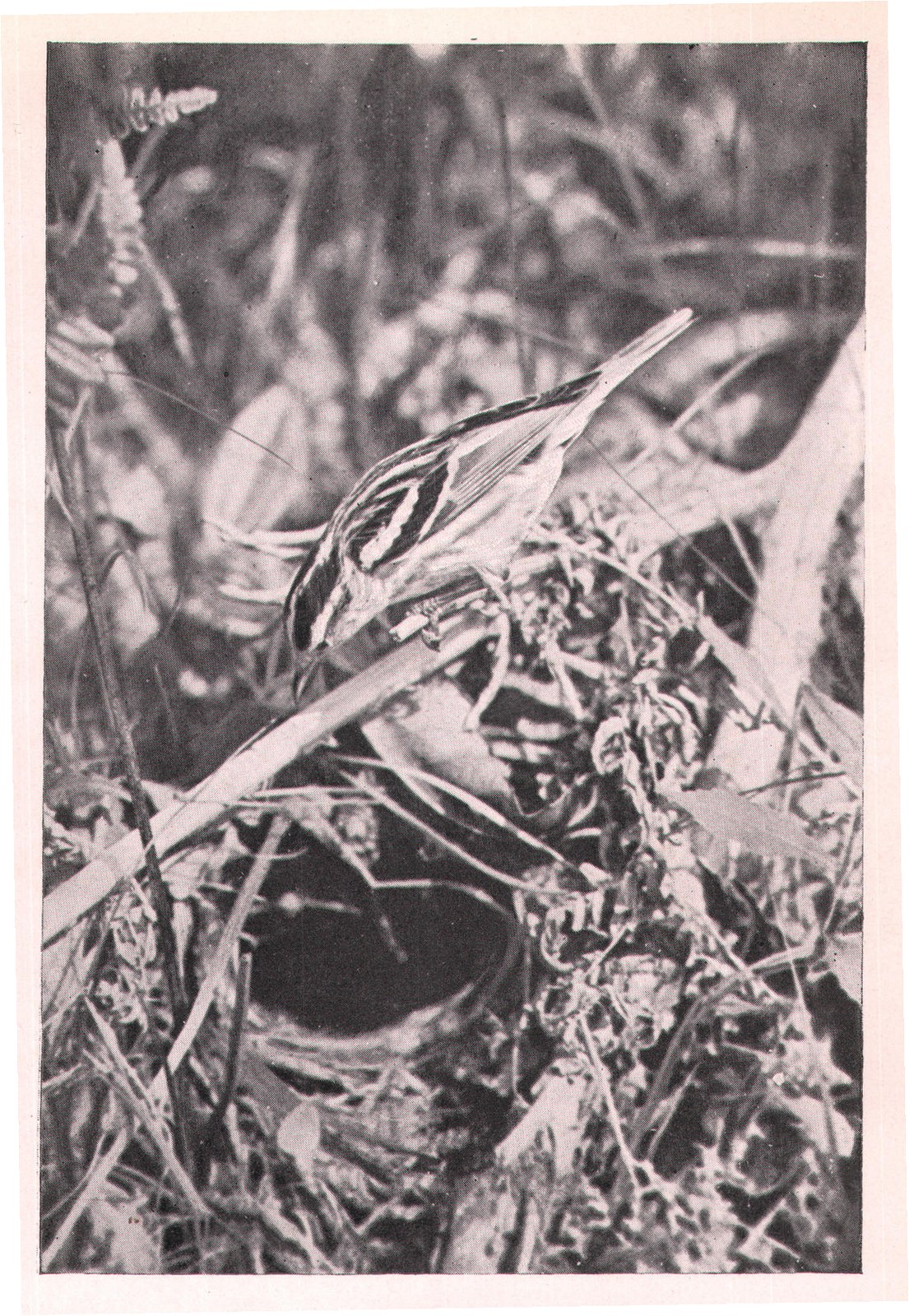 Fig. 171. She always returned the same way,--down a dead