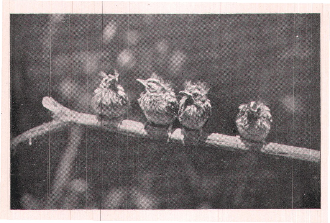Fig. 172. Four of the five little ones; the other could not be