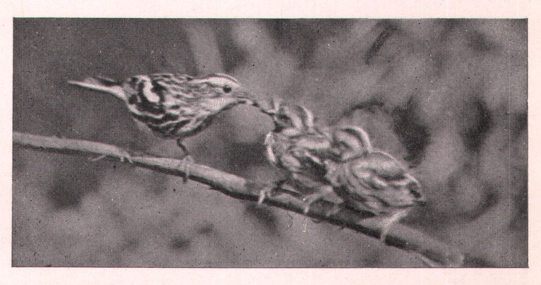 Fig. 173. I managed to keep two of them on a twig long