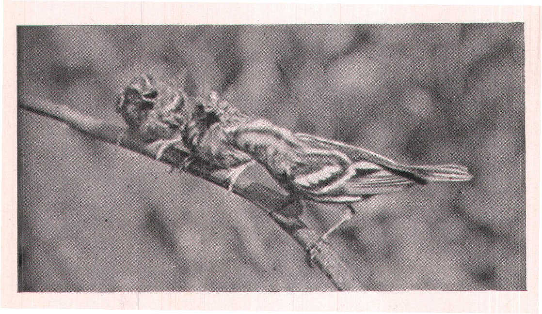 Fig. 174. They moved so rapidly that the picture is blurred