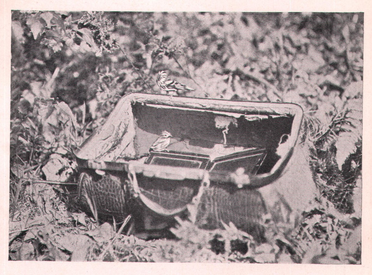 Fig. 175. The male bird even went into the valise to feed the