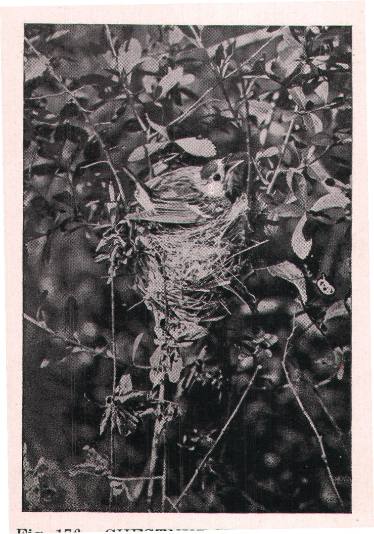 Fig. 176. CHESTNUT-SIDE ON NEST.