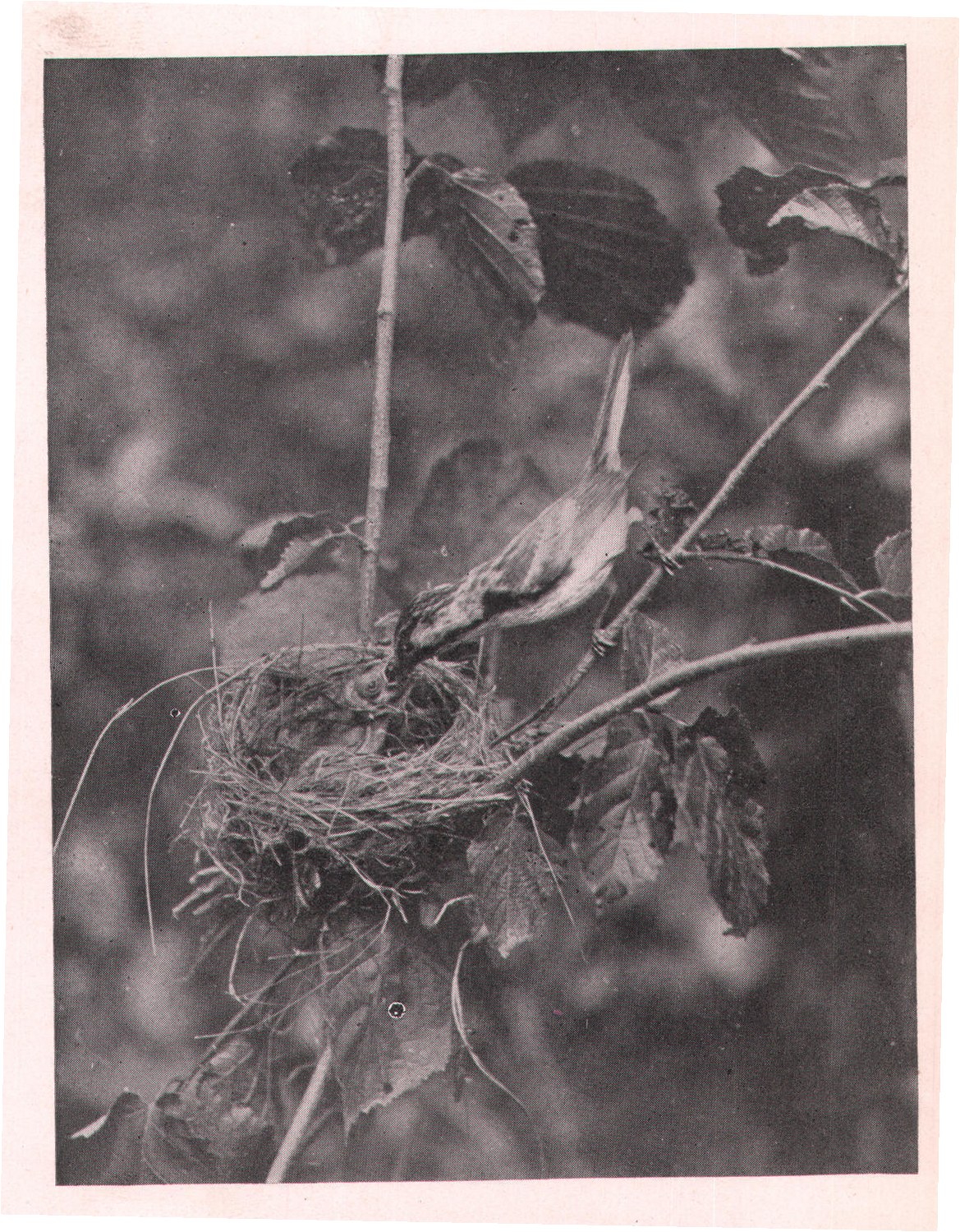 Fig. 177. Male Chestnut-sided Warbler feeding one of its
