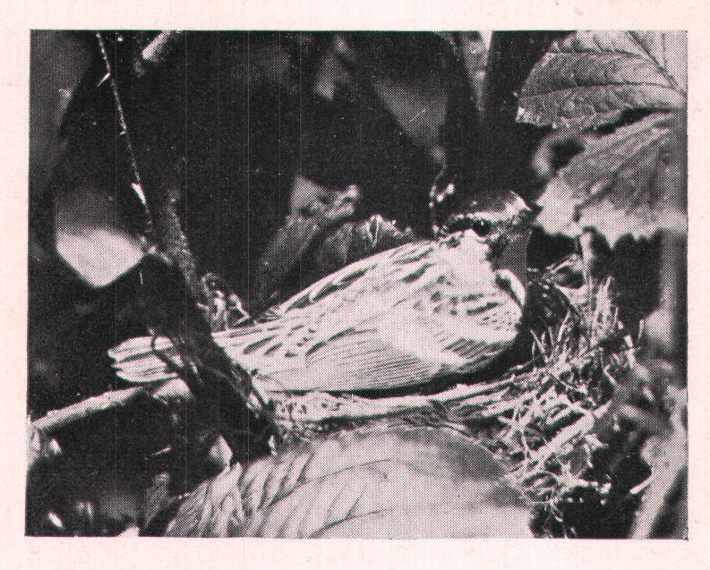 Fig. 178. I advanced until the lens was within 2 feet of her