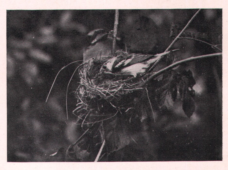 Fig. 180. FEMALE CHESTNUT-SIDE.