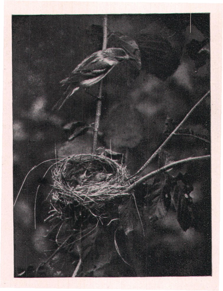Fig. 181.