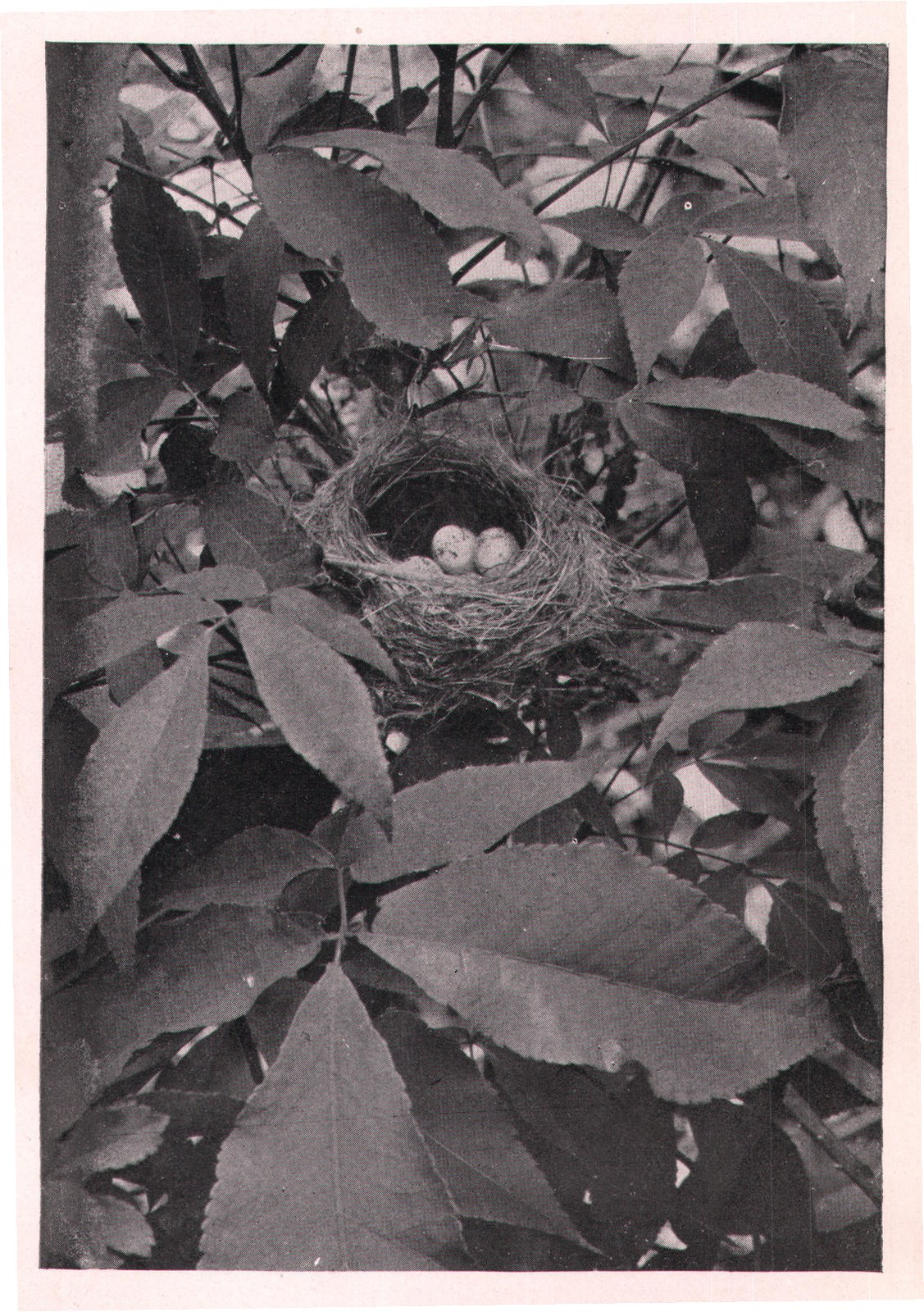 Fig. 182. NEST OF PRAIRIE WARBLER.