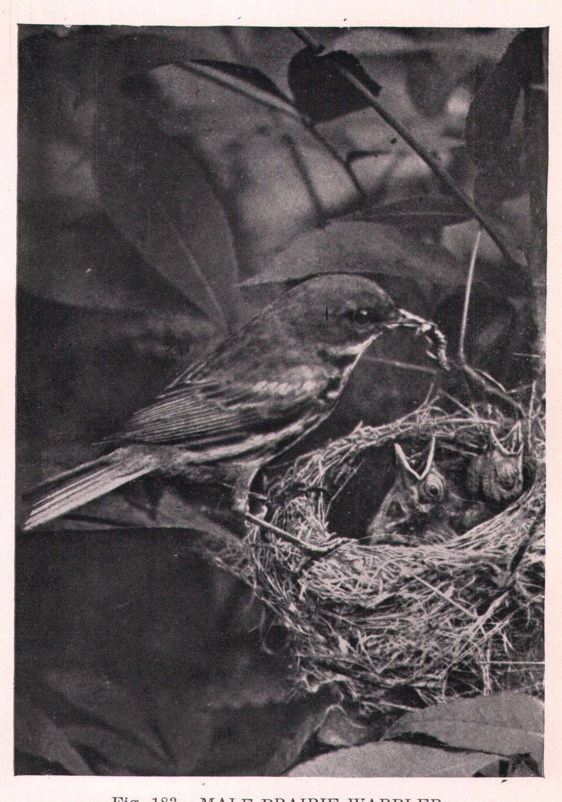Fig. 183. MALE PRAIRIE WARBLER.