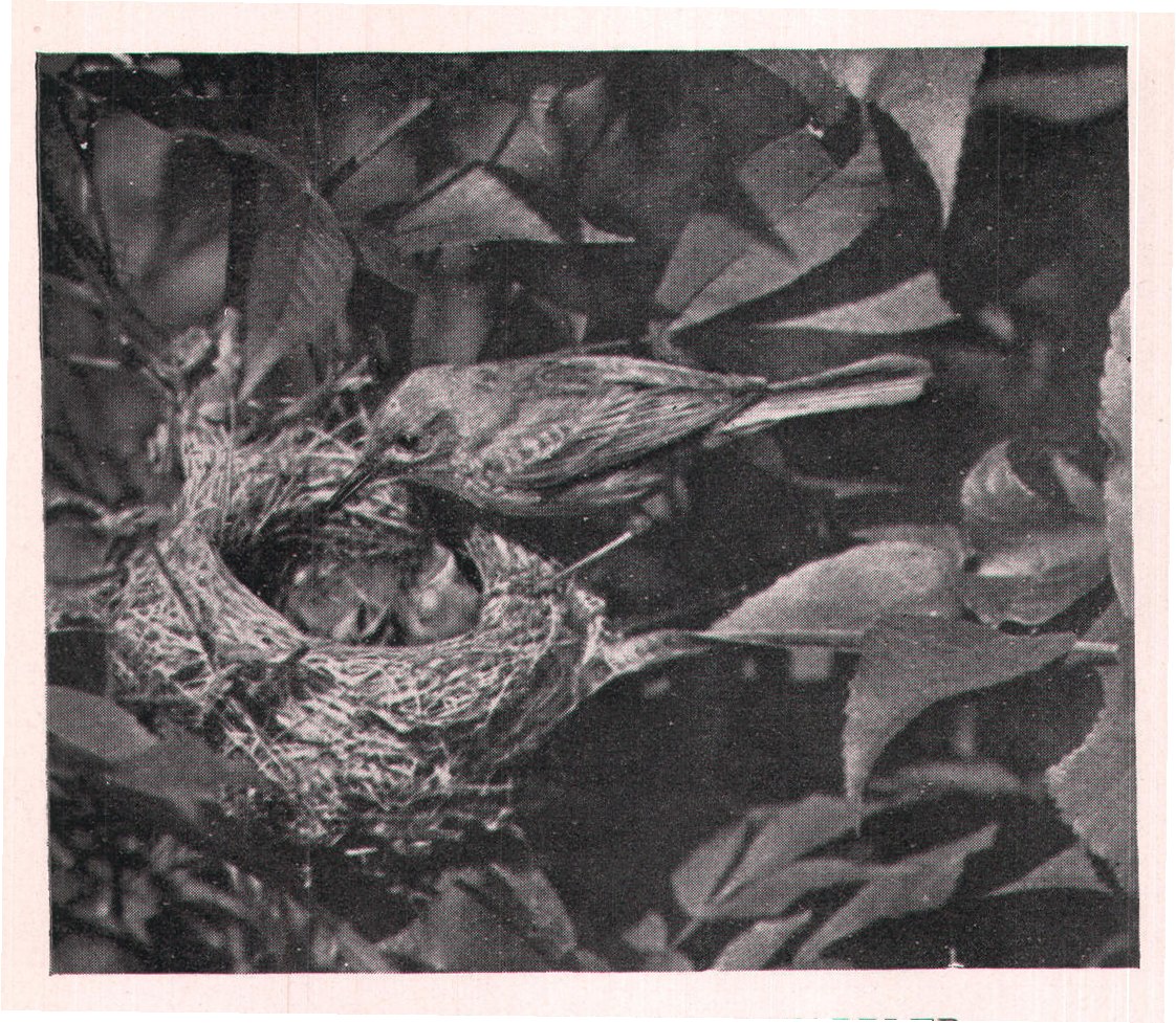 Fig. 184. FEMALE PRAIRIE WARBLER.