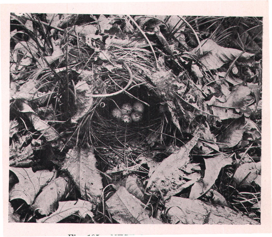 Fig. 185. NEST OF OVENBIRD.