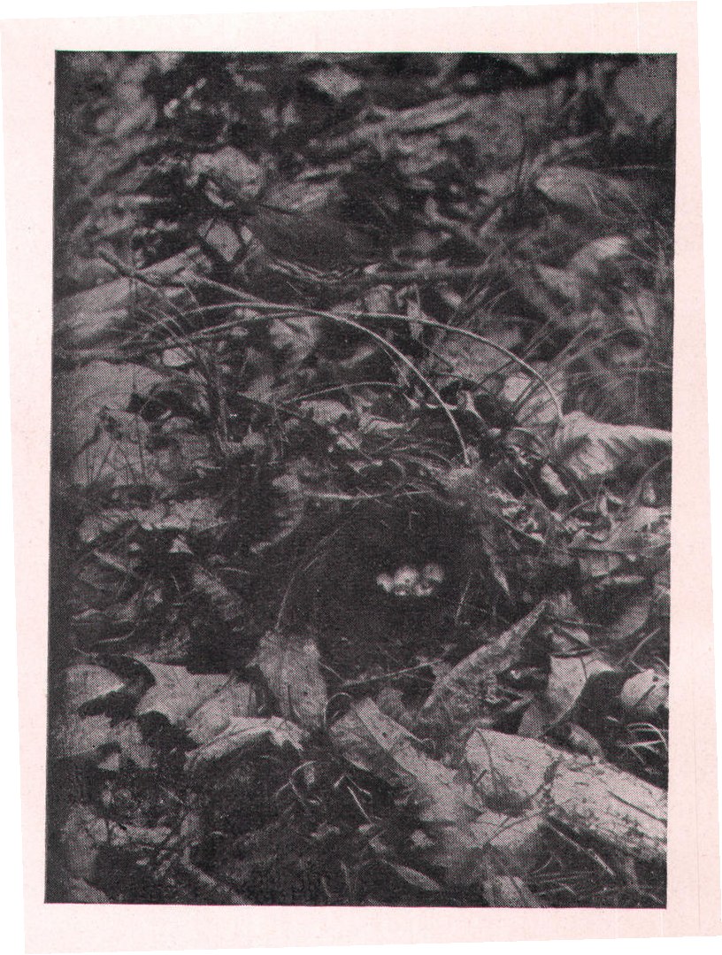 Fig. 186. OVENBIRD RETURNING TO NEST.