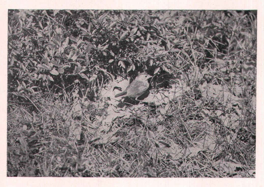 Fig. 187. OVENBIRD ENTERING NEST.