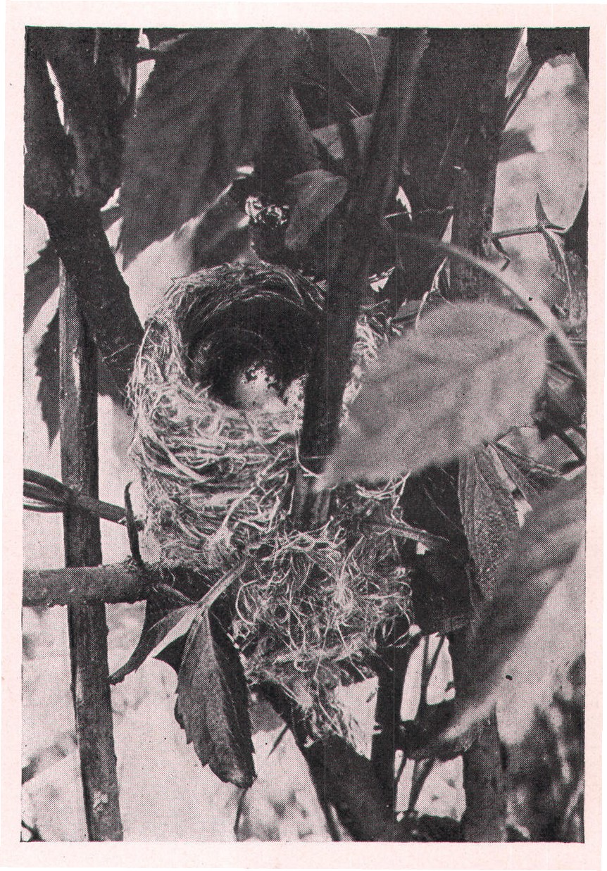 Fig. 188. NEST OF YELLOW WARBLER.