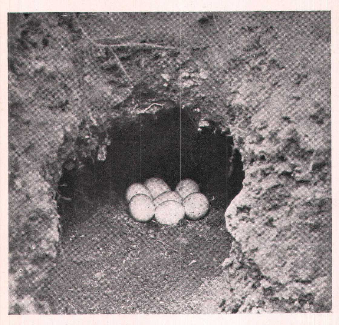Fig. 189. NEST OF KINGFISHER.