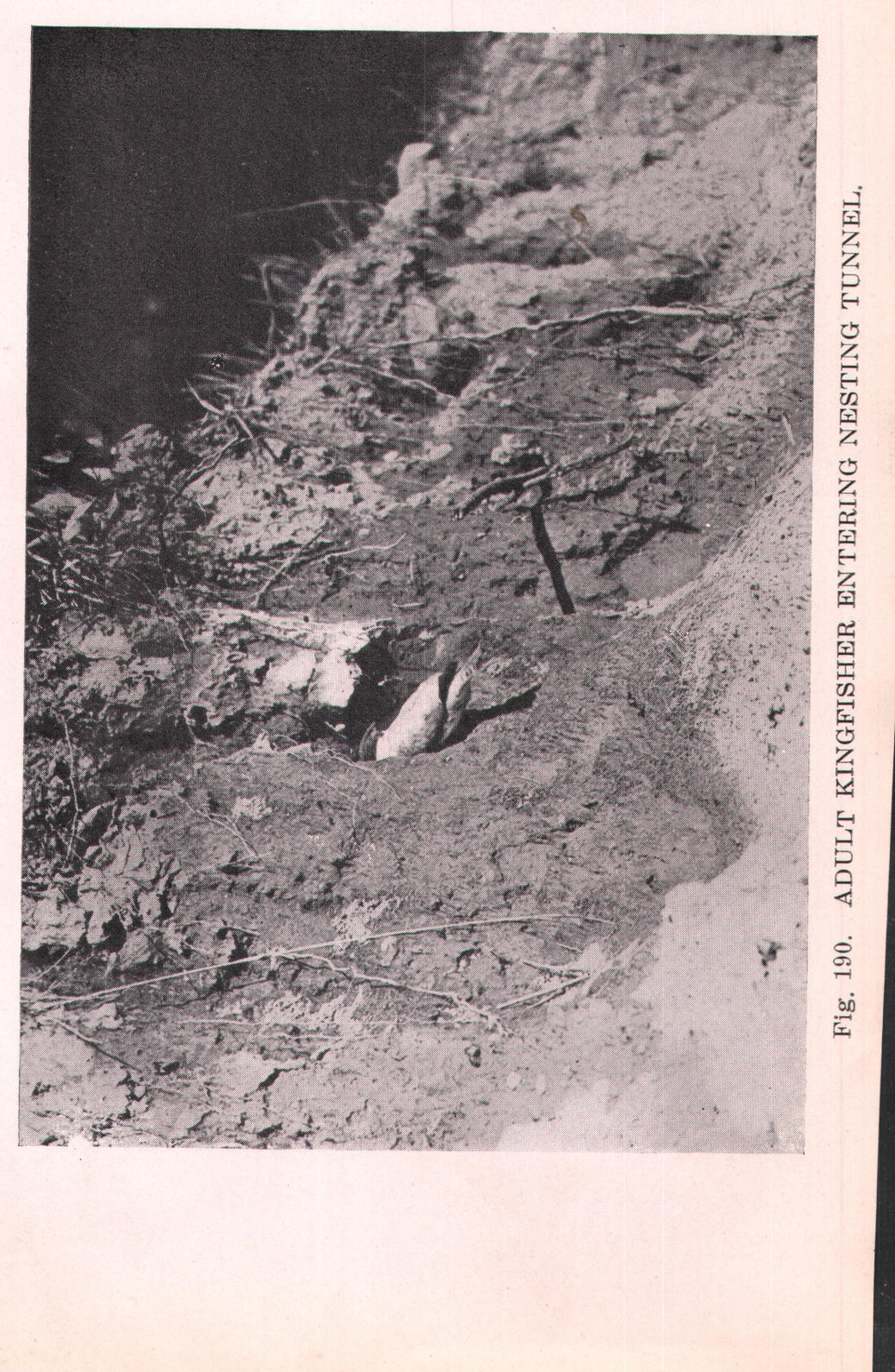 Belted Kingfisher — from Camera Studies with Wild Birds (1911)