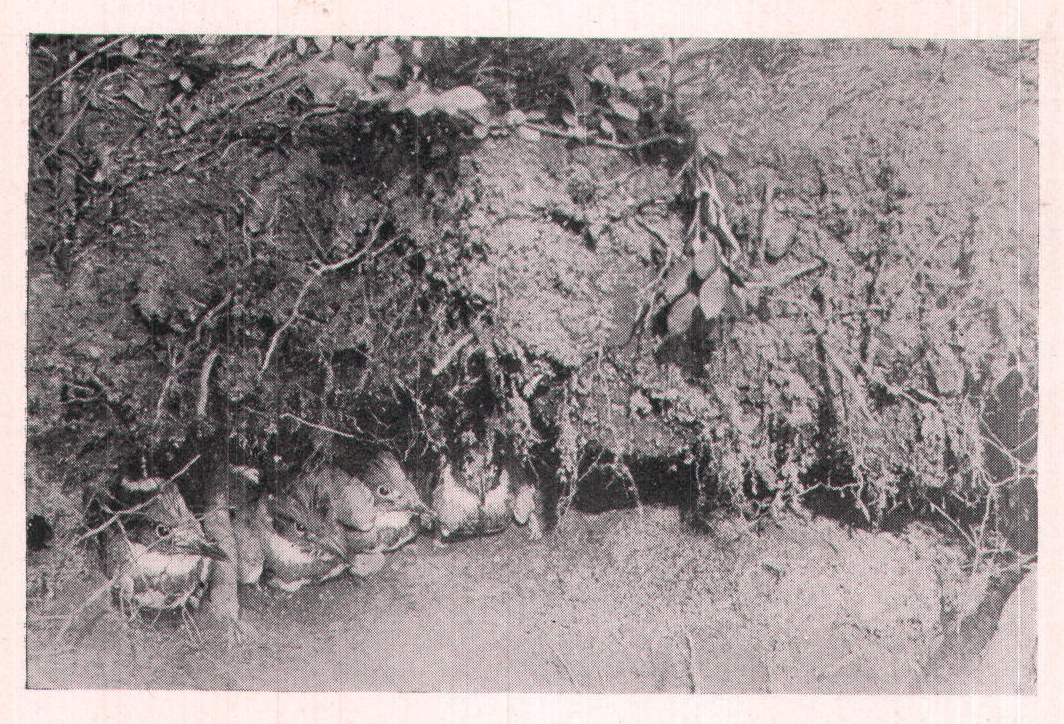 Fig. 191. The bank cut away to show the little "fishers" at