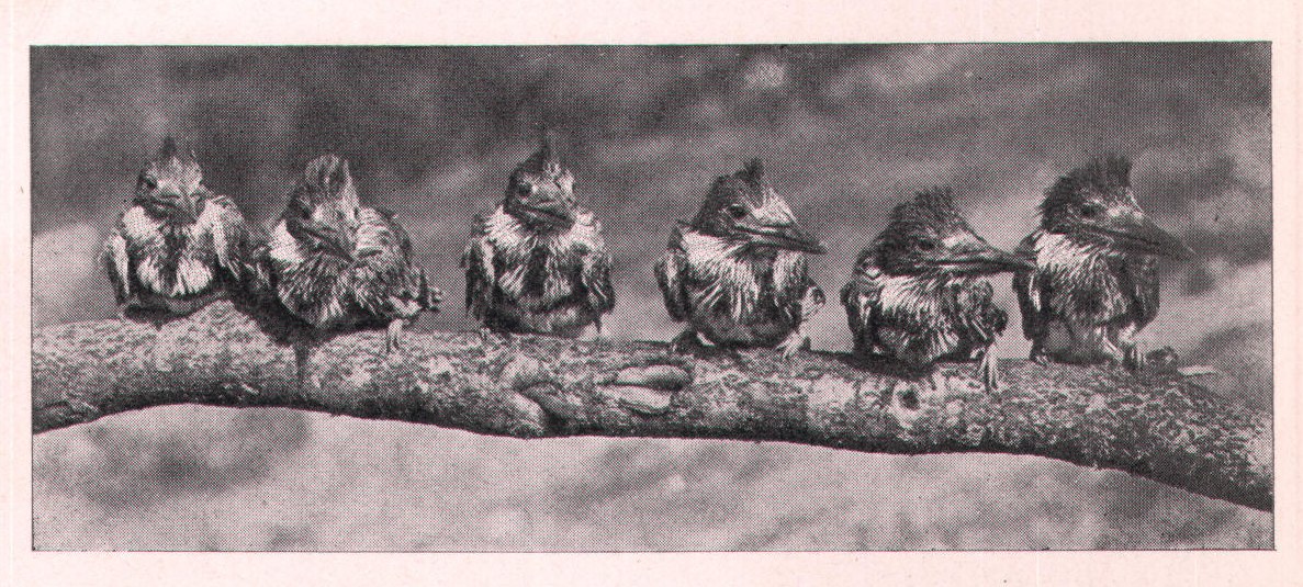 Fig. 192. Little Kingfishers are very "spiney" or pin-feath-