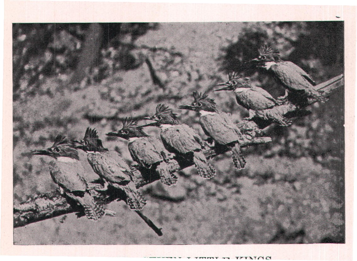 Fig. 193. SEVEN LITTLE KINGS.