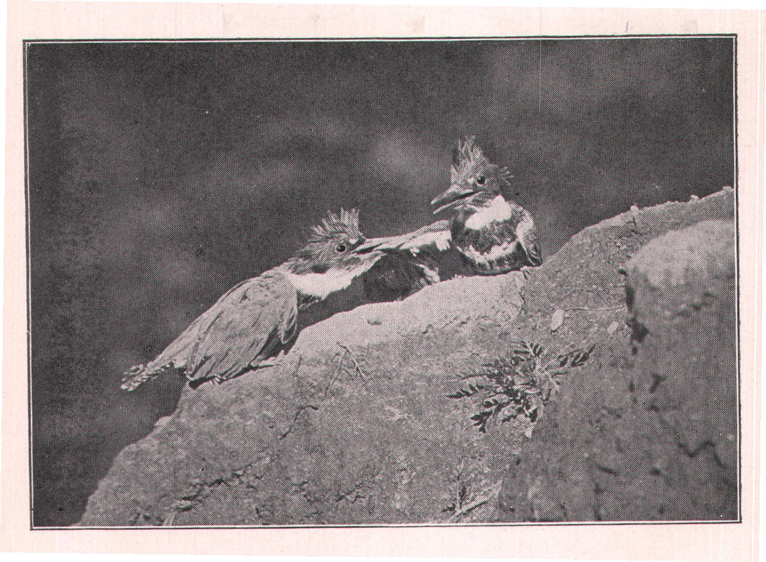 Fig. 195. They often grabbed and bit at one another.