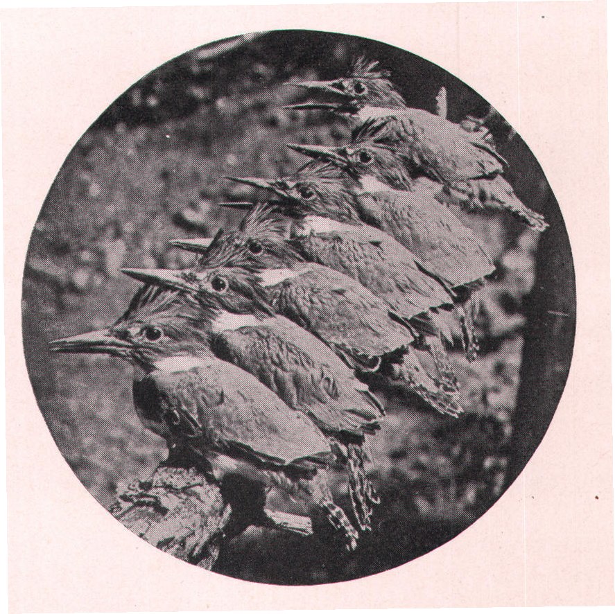 Fig. 196. A HANDSOME FAMILY.